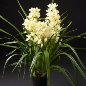 Click to enlarge image 1a-witte-cymbidium.jpg